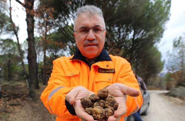 Kozak Yaylası'nda trüf keşfi