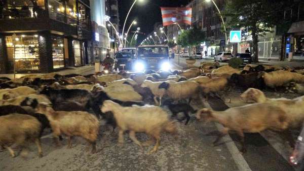 Trafik durdu, koyun sürüsü geçti - Tokat haber