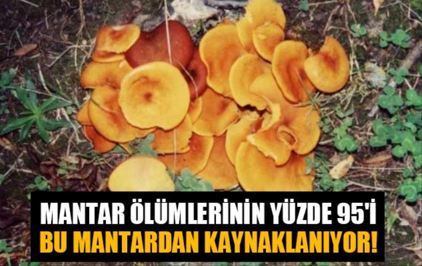 Mantar ölümlerinin yüzde 95'i bu mantardan kaynaklanıyor!