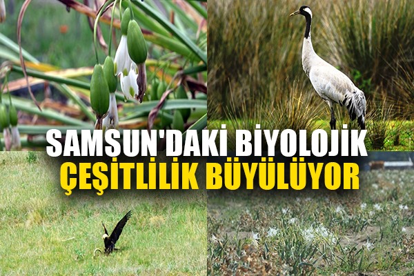 Samsun'daki biyolojik çeşitlilik büyülüyor