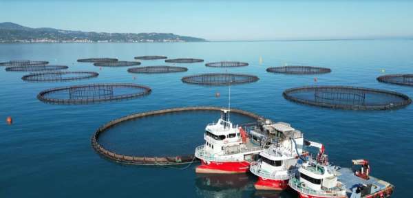 Doğu Karadeniz'de somon hasadı başladı