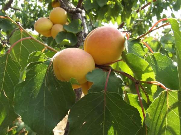 Kuru kayısı rekoltesi 85 bin ton olarak açıklandı
