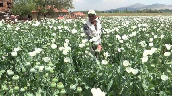 Haşhaş tarlaları beyaza büründü