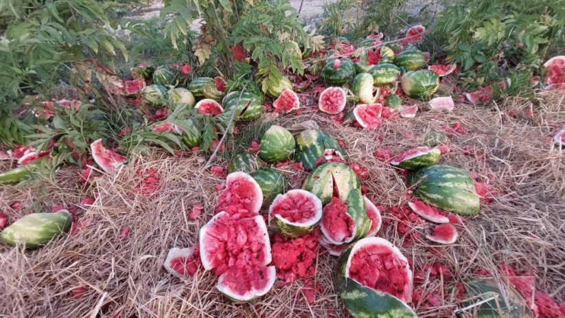 Samsun'da yol kenarına atılan karpuzlar dikkat çekti