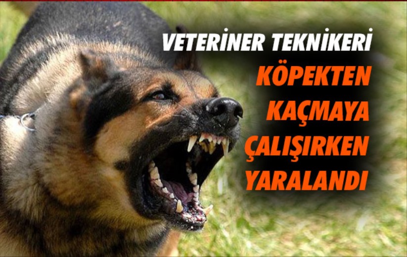 Samsun'da veteriner teknikeri köpekten kaçmaya çalışırken yaralandı
