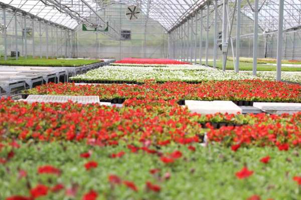Atıklardan enerji, ısıdan çiçek: Samsun'da çevre dostu dönüşüm örneği