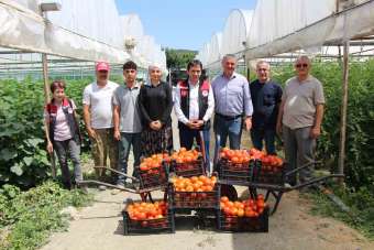 'Küçük Antalya' Amasya'da domates hasadı başladı