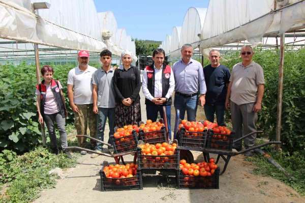 'Küçük Antalya' Amasya'da domates hasadı başladı