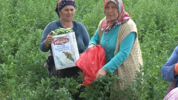 Yunanistan sınırında kavurucu sıcak altında güle oynaya hasat mesaisi