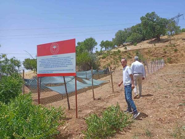 Siirt'te salep üretimi yapılacak