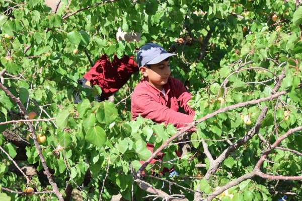 Iğdır'da kayısı hasadı tamamlandı; 40 bin ton rekolte elde edildi