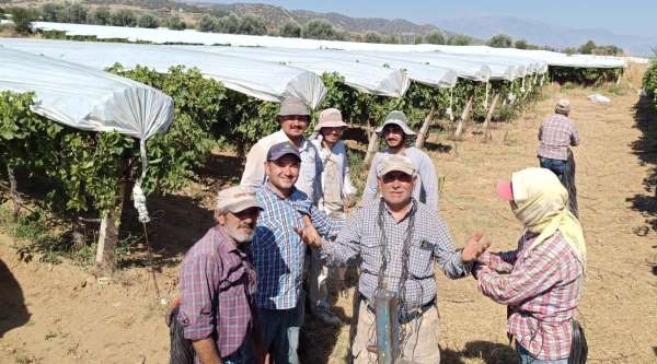 Sarıgöl'de üzüm bağlarında örtü mesaisi sürüyor