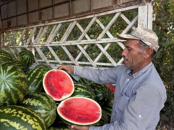 Suruç Ovası'nda yerli karpuzun ilk hasadı buruk başladı