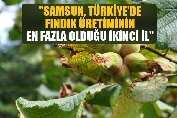 Rektör Ünal: 'Samsun, Türkiye'de fındık üretiminin en fazla olduğu ikinci il'