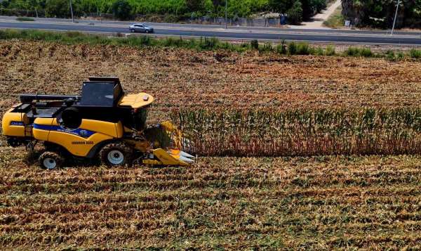 Çukurova'da mısır hasadı başladı: 1,5 milyon ton mısır rekolte bekleniyor