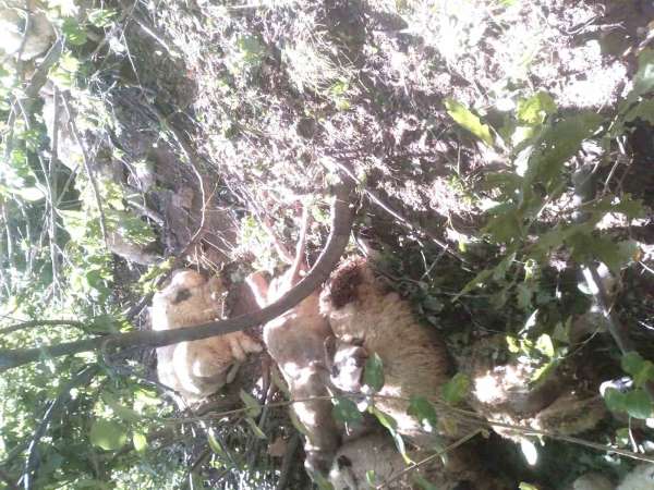 Tunceli'de kurt saldırısı sonucu oluşan izdihamda 30 koyun telef oldu