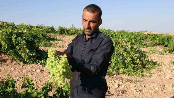 Anadolu'nun Unutulan Lezzeti 'tahannebi' üzümü Malatya'da yeniden ekonomiye kazandırılıyor