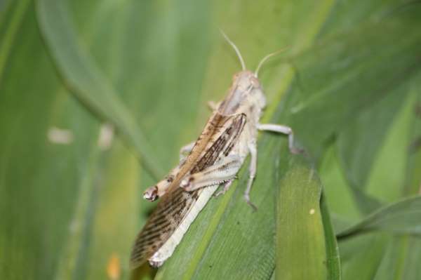 Yurt dışından talep ediliyor, yumurtalarına 52 dereceye kadar sıcaklık uygulanıy