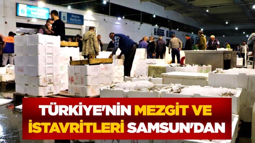 Türkiye'nin mezgit ve istavritleri Samsun'dan