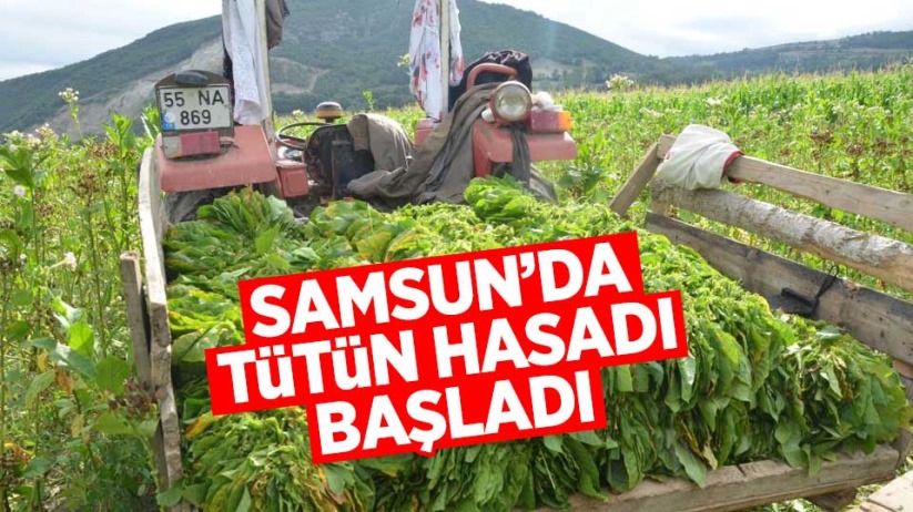 Samsun'da tütün hasadı başladı