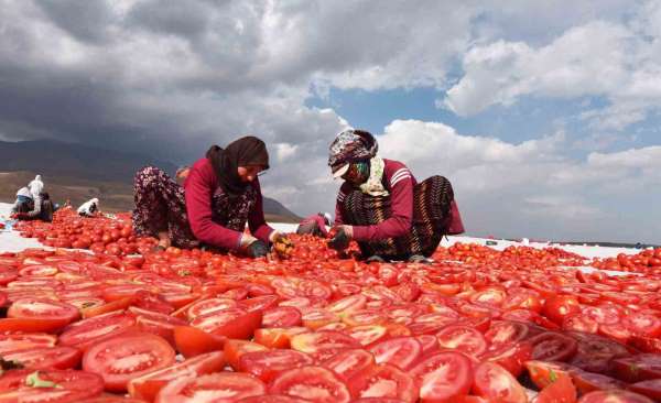 Bitlis'ten İtalya ve Avrupa'ya kurutmalık domates