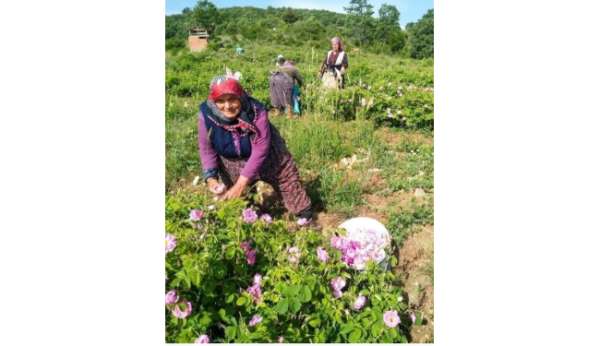 Isparta'da gül çiçeği fiyatı 90 lira olarak belirlendi