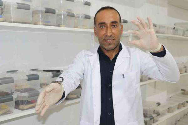 İnşaatçılıktan akrep zehri üretimine geçti, gramından on binlerce dolar kazanacak