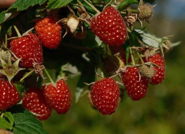 Türkiye'nin ihtiyacını Bursa'daki bu ilçe üretiyor