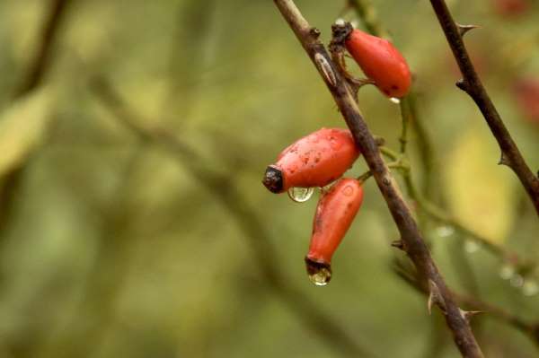 Dağlardan gelen şifa kaynağı: Kuşburnu