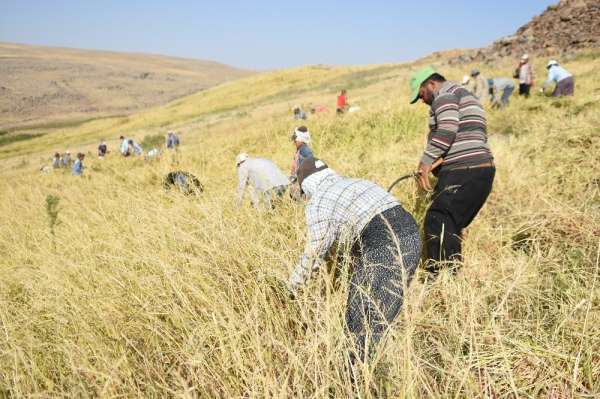 Siverek'te çeltik hasadına başlandı 