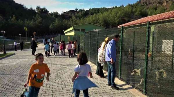 Amasya Belediyesi'nden sokak hayvanları için yerden ısıtmalı otel