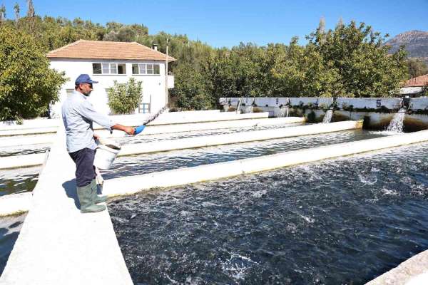 Denizli'de alabalık üretimi destekleniyor