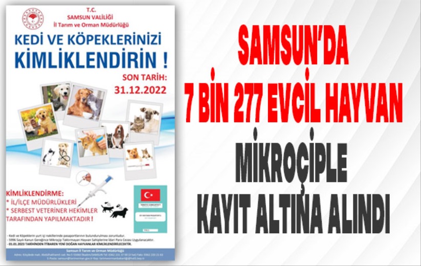 Samsun'da 7 bin 277 evcil hayvan mikroçip uygulanarak kayıt altına alındı