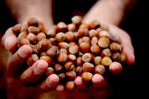 Düzce'de 15 bin 288 ton ihraç edildi