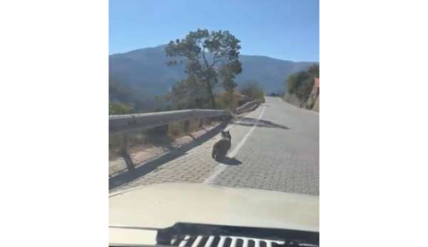 Kemaliye'de üniversite yolunda yavru ayı görüldü