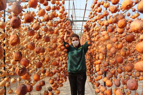 40 kiloyla başladı bu yıl hedefi 15 ton