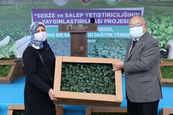 Ordu'da salep atağı