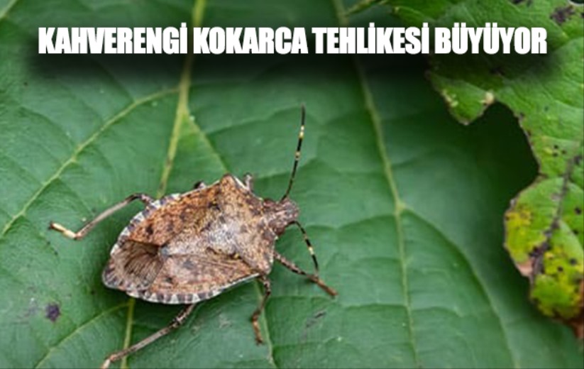 Kahverengi kokarca tehlikesi büyüyor