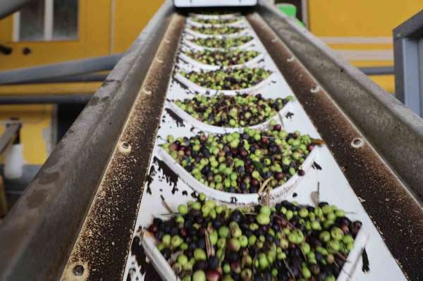 Adana'da zeytinin yağ yolculuğu başladı