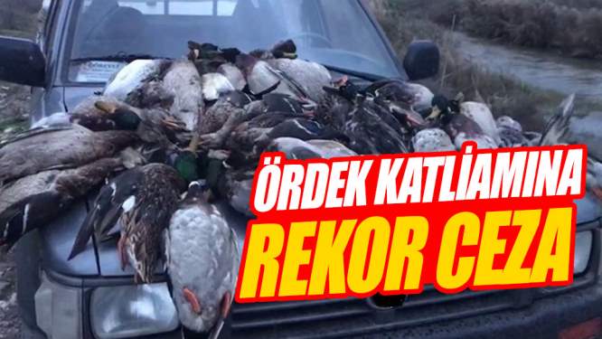 Samsun Haberleri: 'Kuş Cenneti'nde Ördek Katliamına Rekor Ceza!
