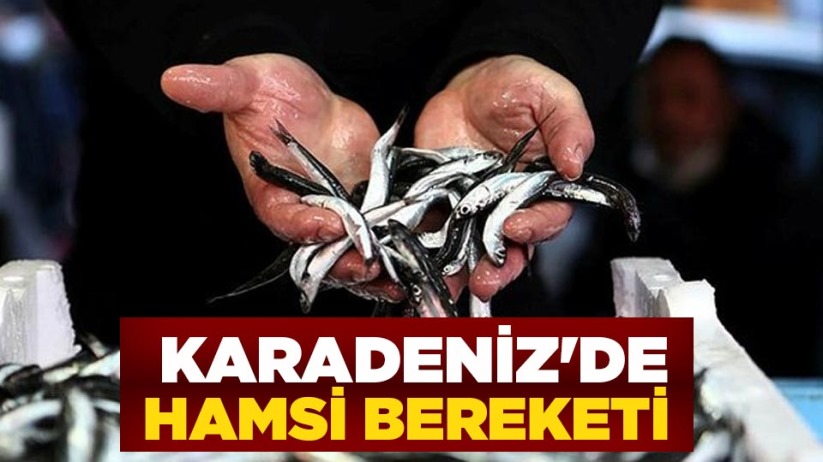 Karadeniz'de hamsi bereketi