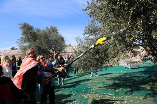 19. Ayvalık Uluslararası Zeytin Hasat Festivali'nde ilk hasat Barbun'un Çiftliği'nde gerçekleşti