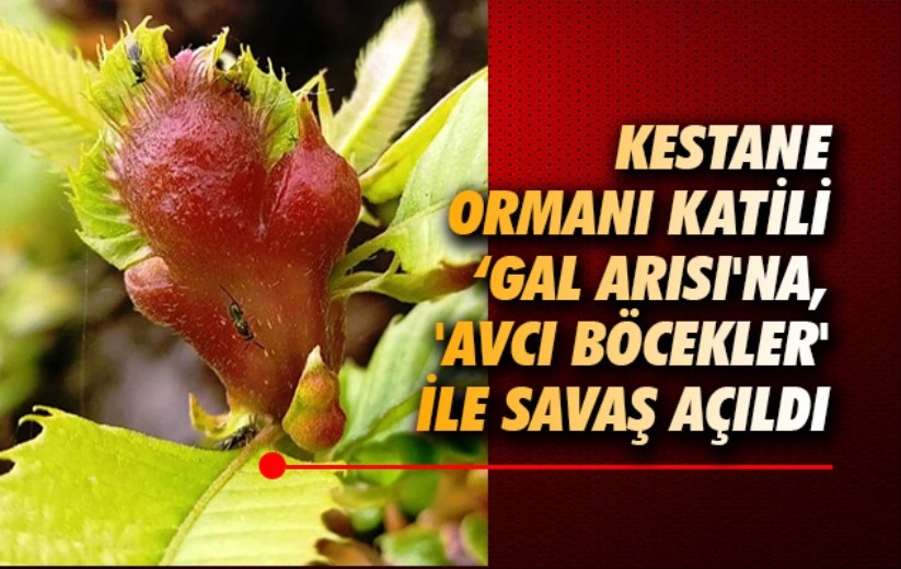 Samsun'da kestane ormanı katili 'gal arısı'na, 'avcı böcekler' ile savaş açıldı