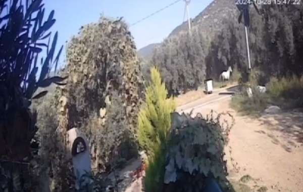 Erdek'te yola çıkan at kazaya sebep oldu