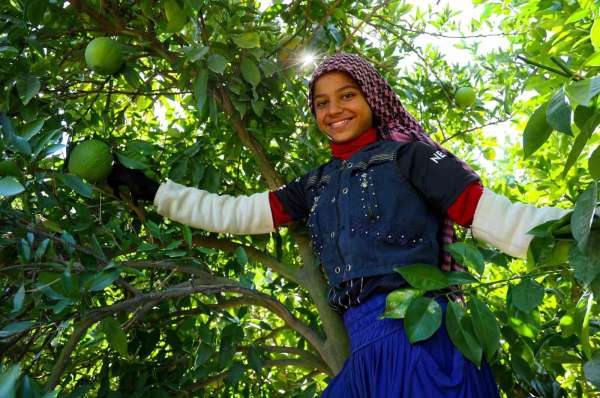Adana'da portakal hasadı başladı, 360 bin ton rekolte bekleniyor