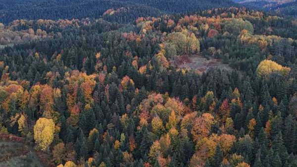 Sinop'ta sonbaharda renk cümbüşü yaşanıyor