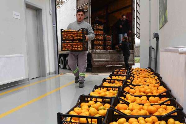 Hatay'ın mandalinasına Nilüfer desteği