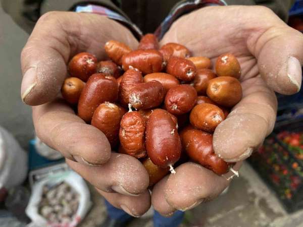 Alaşehir'de iğde ağaçlarının sayısı her geçen gün azalıyor