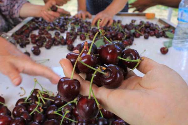 15 Aralık'ta okullarda 'Coğrafi İşaret Günü' kutlanacak