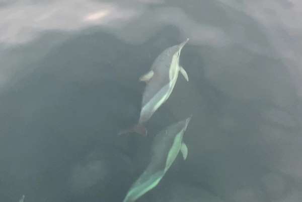 Ordu'da yunusların balıkçı tekneleriyle yarışması görsel şölen oluşturdu